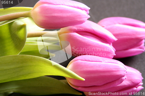 Image of Tulips