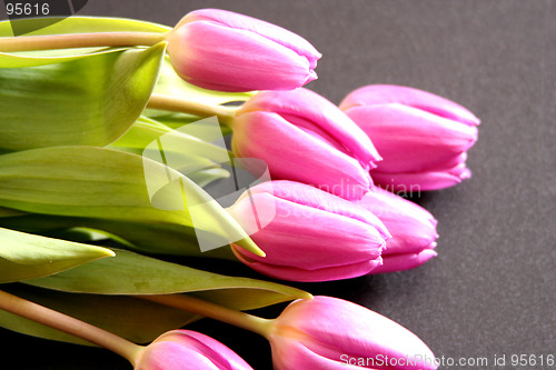 Image of Tulips