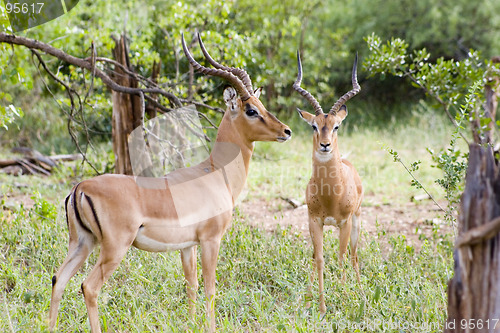 Image of Impala