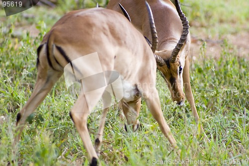 Image of Impala