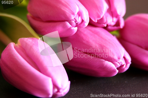 Image of Tulips