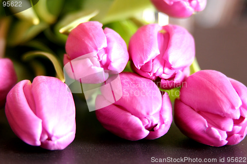 Image of Tulips