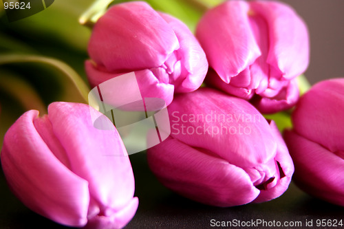 Image of Tulips