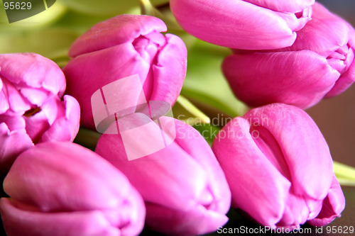 Image of Tulips