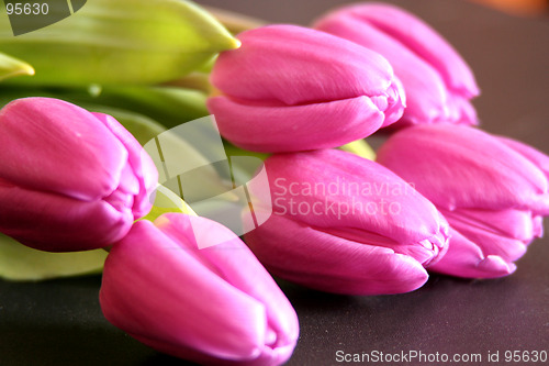 Image of Tulips