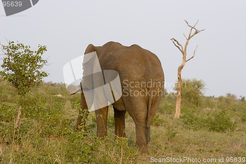 Image of African Elephant