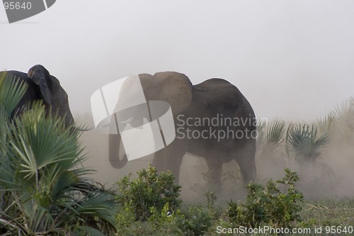 Image of African Elephant