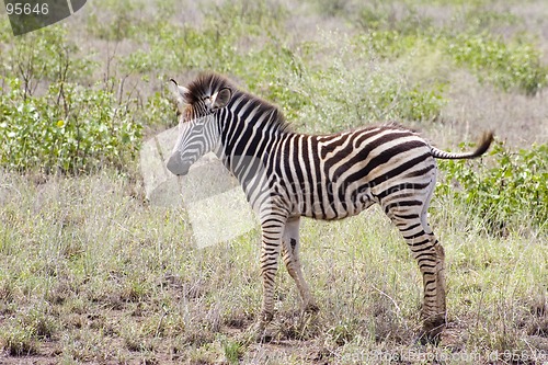 Image of Burchell's zebra