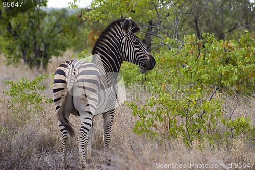 Image of Burchell's zebra