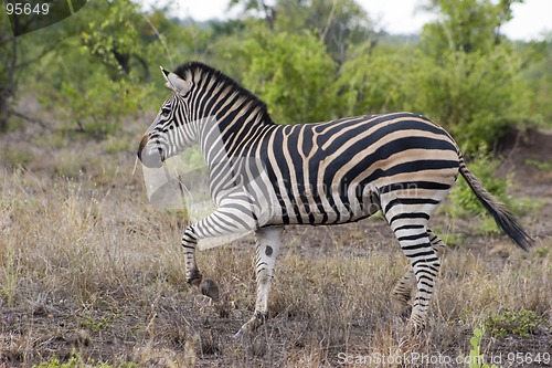 Image of Burchell's zebra