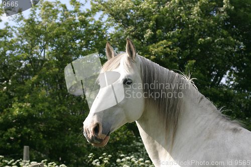 Image of White horse