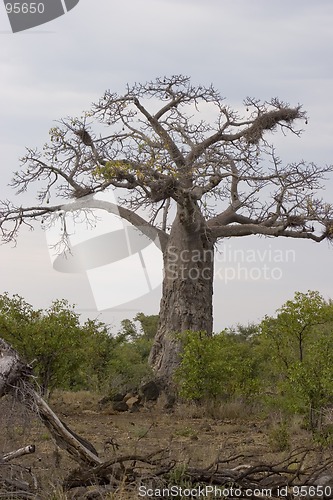 Image of Baobab tree