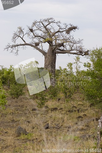 Image of Baobab tree