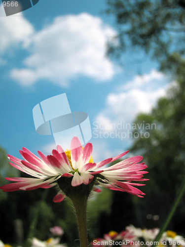 Image of summer Daisy