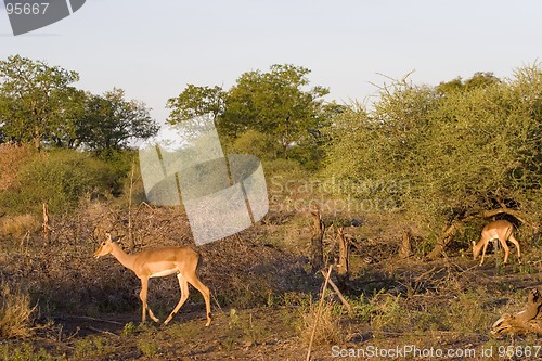 Image of Impala