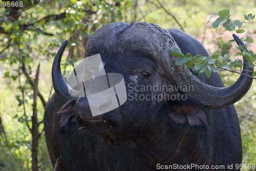 Image of Cape buffalo