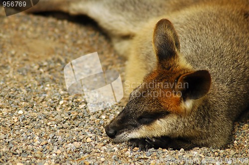 Image of sleeping kangaroo