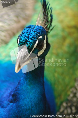 Image of peacock