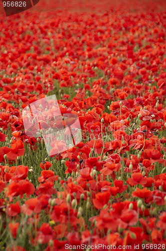 Image of Poppies