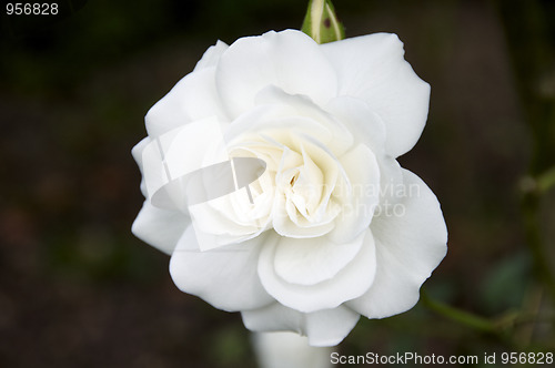 Image of White Rose