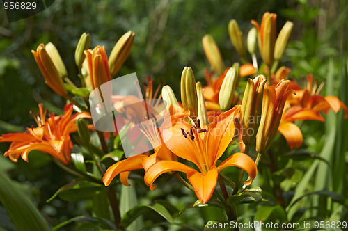 Image of Orange lillies