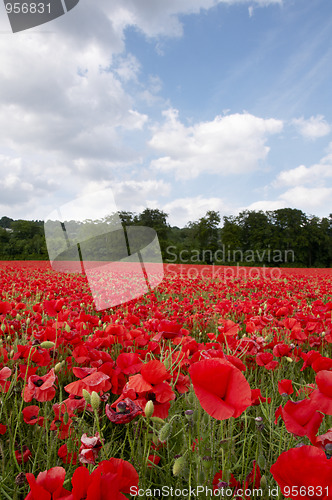 Image of Poppy Field