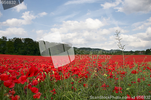 Image of Poppy Field