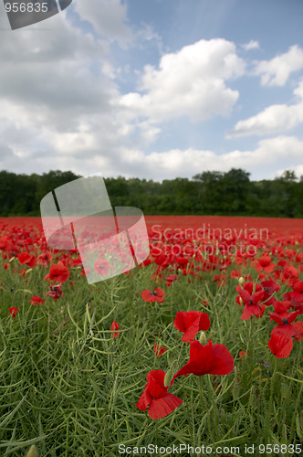 Image of Poppy Field