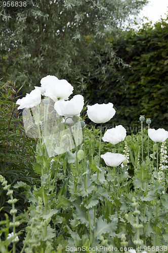 Image of White poppy