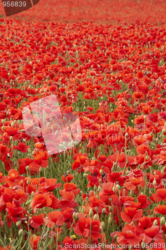 Image of Poppies