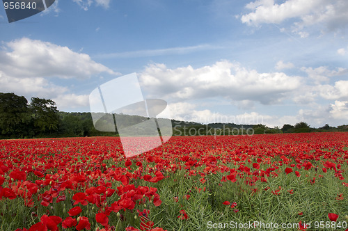 Image of Poppy Field