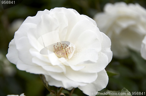 Image of White Rose