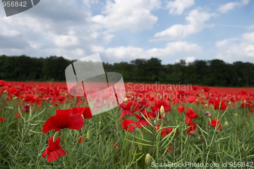 Image of Poppy Field