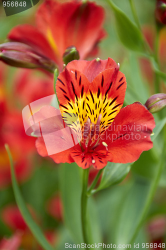 Image of Red flower