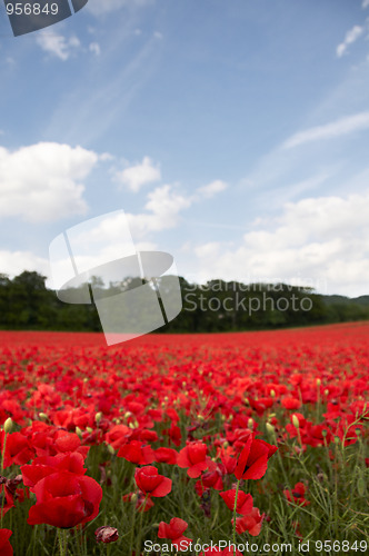 Image of Poppy Field