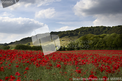 Image of Poppy Field