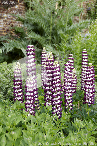 Image of Lupins