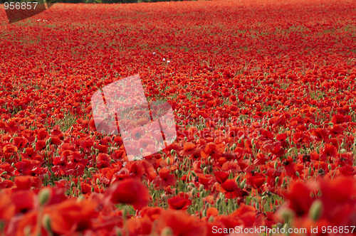 Image of Poppies