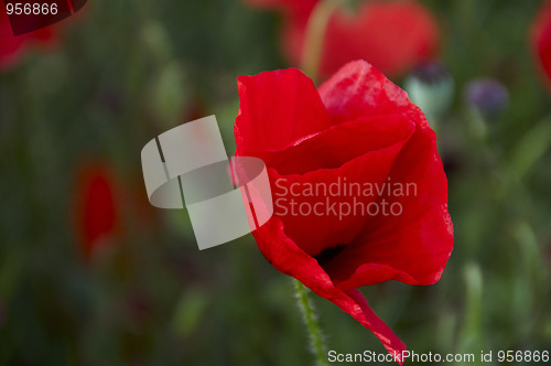 Image of Poppy