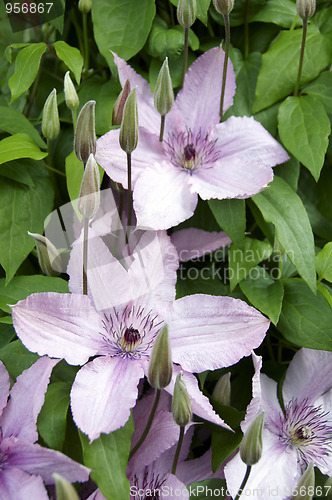 Image of Clematis