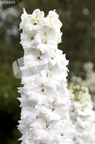 Image of Delphinium