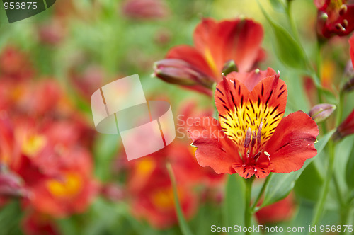 Image of Red flower