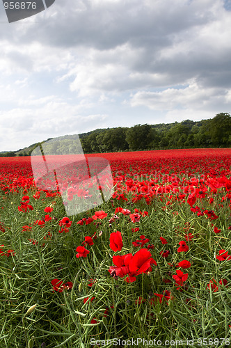 Image of Poppy Field