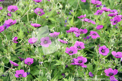 Image of Cranesbill