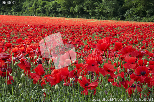 Image of Poppies