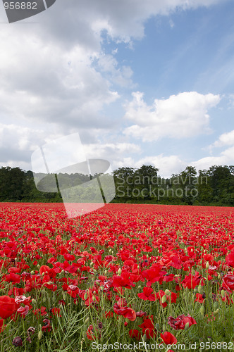 Image of Poppy Field