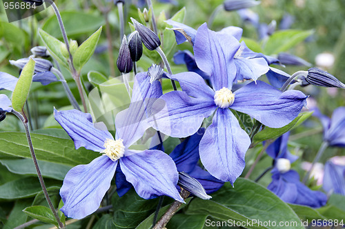 Image of Clematis