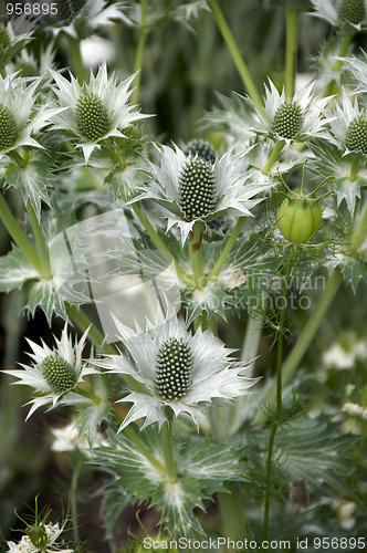 Image of  Eryngium