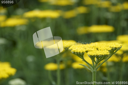 Image of Achillea