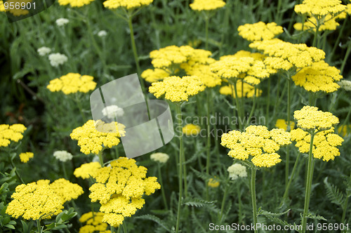 Image of Achillea